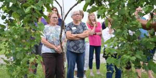 three women photo graphed through opening in a grape vine